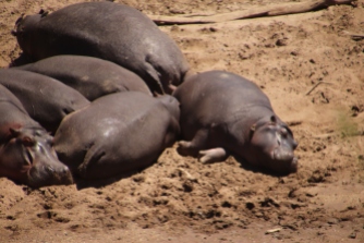 Hippos at Masai Mara basking in sun
