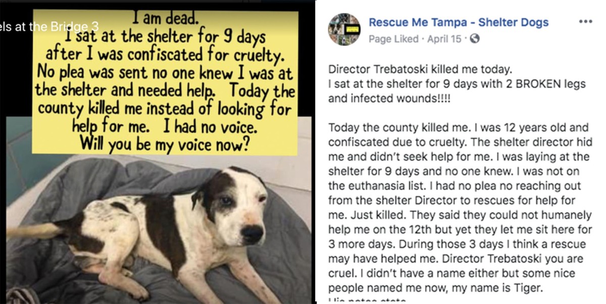 Devastated adopter after shelter allowed his dog to die, “They take dogs  away from people for being treated like that and then they do it themselves  right here.” 
